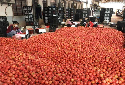 黨史學(xué)習(xí)丨雙柏縣扎實(shí)開展 干部大返鄉(xiāng) 黨史大宣講 產(chǎn)業(yè)大發(fā)展 環(huán)境大改善 宣傳教育活動(dòng)